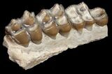 Oligocene Camel (Poebrotherium) Jaw Section #10604-2